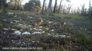 Lièvres  Bushnell Trophy Cam HD 119437 [upl. by Johannes116]