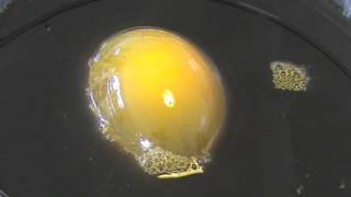 Demonstration of Osmosis using an Egg [upl. by Darbee]