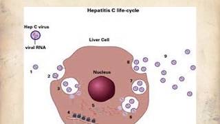 Hepatitis C PPT Slide Presentation [upl. by Naesyar]