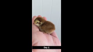 Coturnix Quail from Day 1 to Day 42 [upl. by Huston]