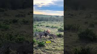 Impala vs Cheetah Epic Wildlife Showdown  Fastest Animal Chase in Nature  4 Ever Videos [upl. by Emmye]