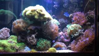 Meerwasser Aquarium  Video von einrichtungsbeispielede [upl. by Killion830]