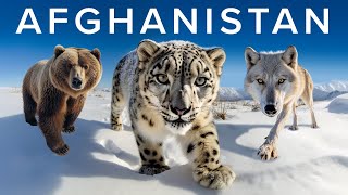 The Wildlife Enthusiasts Guide to Afghanistan [upl. by Osbourne]