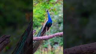 Peafowl Bird sounds  best bird song peacock birdsongs birds amazing beautifulbirds [upl. by Bernice147]