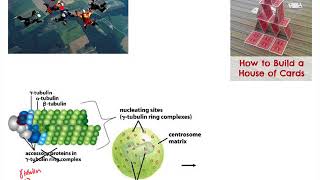 Cytoskel MTs Centrosome MTOCs [upl. by Okika298]