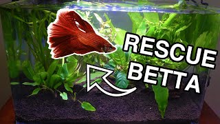 Beginner Betta Fish PLANTED TANK [upl. by Aryc]