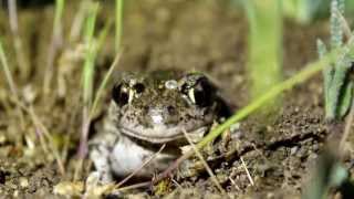 eastern spadefoot toad Pelobates syriacus [upl. by Nita]