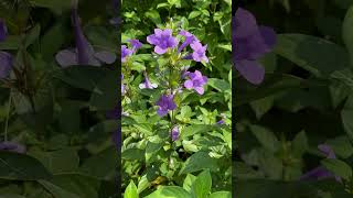 Barleria cristata ornamental barleria [upl. by Hung915]