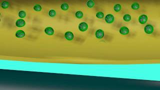 EXOCYTOSIS OF NEUROTRANSMITTERS [upl. by Ellinej]