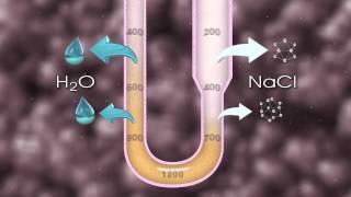 Urine Formation [upl. by Rhee282]