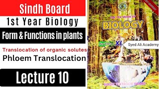 translocation of organic solutes  phloem translocation  form and functions in plants  class 11 [upl. by Jock]