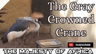 The Gray Crowned Crane  Africas  Majestic  Treasure [upl. by Grosvenor74]