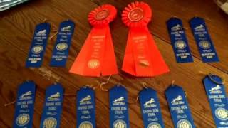 First Wheaten Terrier to Title in AKC NADD Dock Diving [upl. by Birck769]