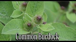 How to Identify Common Burdock Arctium minus  Wild Edible and Medicinal Plant Identification [upl. by Floro]