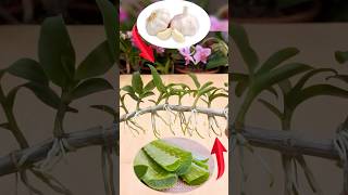 This miracle causes orchids to take root and sprout new green shoots [upl. by Omocaig]