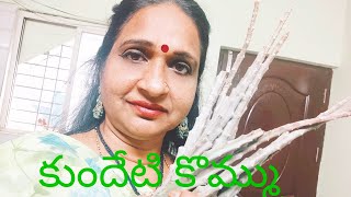 ఆరోగ్యగని ఈ కుందేటి కొమ్ము kundetikommu usescaralluma [upl. by Adnema]