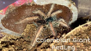 Megaphobema Robustum Tarantula [upl. by Abehs967]