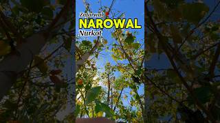 NAROWAL NURKOT 🍂🥀🍂 narowalnurkotNAROWALNURKOTPINDVILLAGE [upl. by Ahsilak463]