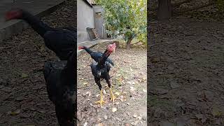 O Shamo aseelmurga vietnam ganoy roster chicken xoroz dakan [upl. by Ahtamat]