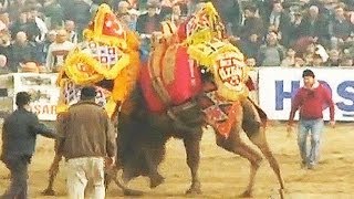 Camels battle for supremacy in wrestling championships in Turkey [upl. by Attevad264]