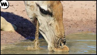 A Girafa Não Consegue Beber Porque a Água Fica Caindo [upl. by Eahs]