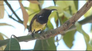 Dazzling Duo The Olivebacked Sunbirds [upl. by Llenej160]