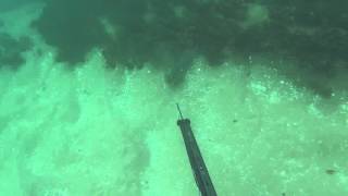 Spearfishing Portsea [upl. by Dib]