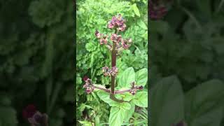 Figwort or Scrofularia Nodosa [upl. by Houston]