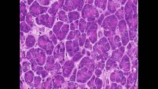 Histology of the Pancreas Endocrine and Exocrine [upl. by Latrice]