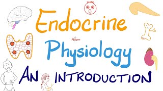 Endocrine Physiology  Introduction  Endocrinology Series [upl. by Notfol]