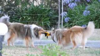 Rough Collies playing [upl. by Neeluqcaj]