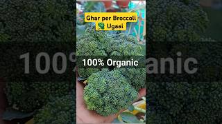 Ghar Per 100 Organic Broccoli 🥦 Ugaai 😃 broccoli broccoli plant vegetablegarden [upl. by Anotyad]