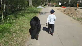 A Newfoundland dog walking my son Casper and also protecting him ❤ in May 2009 [upl. by Flight787]