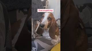 Basset hound comedian makes us laugh with funny joke 🤣😂 bassethound dog shorts [upl. by Burk]