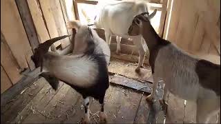 Ratzon Farm Goats [upl. by Tham]