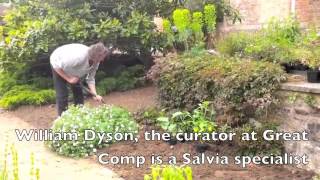 Great Comp Salvia Planting [upl. by Itsrik]