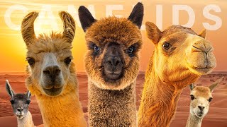 All 7 Camelid Species amp The Legendary Silk Road [upl. by Enomad639]