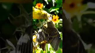 Mother African Citril and Collared Sunbird feed their Chicksbirdwatchinginkenya [upl. by Soo]