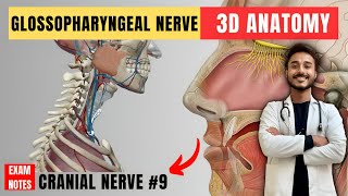 glossopharyngeal nerve anatomy  9th facial nerve anatomy  cranial nerve anatomy  maxillary nerve [upl. by Robma]