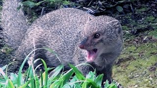 Hawaiian Mongoose [upl. by Kaiulani622]