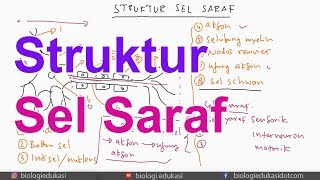 Struktur Sel Saraf pada Manusia [upl. by Madden]