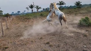 QUE SUFOCO PASSEI Luta para apartar briga dos cavalos [upl. by Ennirroc]