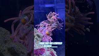 Think the anemone is splitting AGAIN aquarium fishtank australia shorts clownfish fish [upl. by Madalyn]