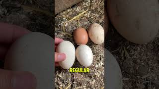 A GIANT Egg in Our Coop Watch Us Crack Open This Incredible Surprise [upl. by Nasah]