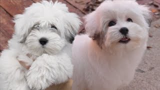 Coton De Tulear puppy SO FRIGGEN CUTE [upl. by Ocsic]