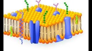 MEMBRANA CELULAR [upl. by Esylle]