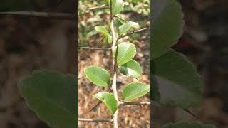 🌹⁴☆ Malpighiales •³⁷ Salicaceae  ¹ Great Hedge of India ▪︎ Flacourtia indica Governors Plum [upl. by Nnayecats]