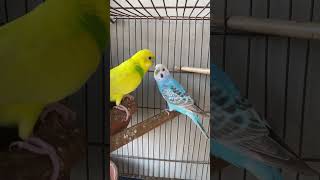 Budgie Serenade Calming Budgie Sounds for Relaxation [upl. by Dotson956]