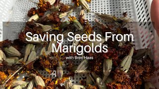 Collecting Seeds From Marigolds [upl. by Eirovi]