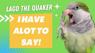 Lago the Quaker Parrot Talking Videos Compilation [upl. by Alliscirp]